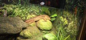 Brown lizard resting on moss-covered rock in terrarium with green foliage and ferns