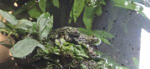Toad camouflaged on moss-covered rock surrounded by aquatic plants in shallow water
