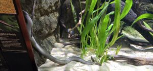 Pencil fishes swimming among aquatic plants and rocks in a freshwater aquarium display, with an informational placard visible on the left