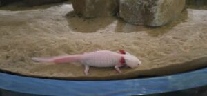 Pale pink axolotl with red gill fronds walking across sandy tank bottom near concrete structures and water
