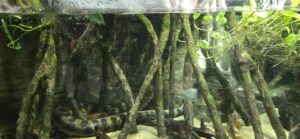 Underwater view of moss-covered wooden pilings with aquatic plants and a fish swimming among the structure