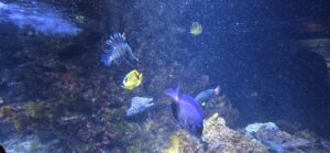Underwater coral reef scene with a lionfish, spotted moray eel, yellow tangs, and blue fish swimming among rocky corals in deep blue water