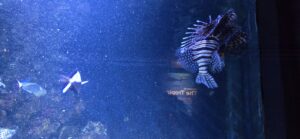 Lionfish and smaller fish swimming in deep blue water with particles suspended throughout, viewed through an aquarium display