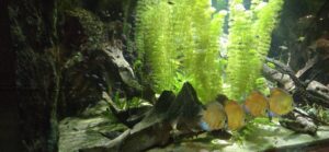 Aquarium display with yellow and blue discus fish swimming among rocks, driftwood, and dense green aquatic plants under bright lighting
