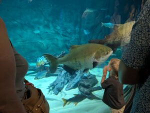 A child watches large fish swimming past in an aquarium tank, with visitors visible in the foreground on either side of the glass viewing panel