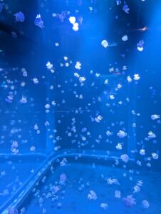 Large group of jellyfish swimming in a deep blue aquarium tank, illuminated by bright lighting that highlights their translucent bodies and trailing tentacles