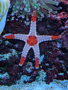 Red and white starfish with textured surface surrounded by green sea anemones with blue tentacles and colourful coral on dark reef substrate