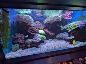 Illuminated aquarium display featuring colourful corals, anemones, and tropical fish, including branching corals in white and pink, brain corals in purple and green, and a yellow fish swimming among the rocks and sandy bottom