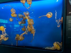 Group of golden jellyfish swimming in deep blue water with long tentacles trailing below them
