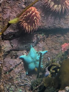 Sea anemones and starfish attached to rocky underwater surface, captured during a deep-sea exploration dive