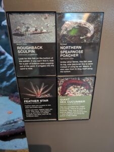 Four aquarium informational placards displaying deep-sea creatures: Roughback Sculpin (bottom-dwelling fish with bulbous eyes), Northern Spearnose Poacher (fish with large pectoral fins for swimming), Feather Star (star-shaped creature with feathery arms), and Giant Sea Cucumber (reddish organism with feeding tentacles called mops)