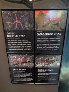 Information panel displaying four marine species with photographs and descriptions: Daisy Brittle Star (Ophiopholis aculeata) with spindly red arms, Galatheid Crab (Munida quadrispina) with red body and antennae, Spot Prawn (Pandalus platyceros) in reddish colour, and Dock Shrimp (Pandalus danae) on seafloor substrate