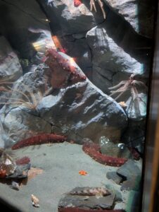 Deep sea aquarium display showing rocky terrain with red sea cucumbers, feather-like anemones, a reddish crab, small fish, and starfish on sandy bottom beneath dark rocks and boulders