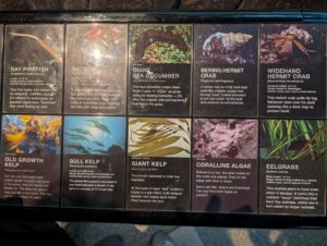 Educational display panel featuring ten marine species found off the Pacific coast, including bay pipefish, bat star, giant sea cucumber, Bering hermit crab, widehand hermit crab, old growth kelp, bull kelp, giant kelp, coralline algae, and eelgrass, each with photographs and descriptive text about their habitat and behaviour