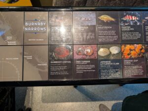 Interpretive display panel showing marine species found in Burnaby Narrows and surrounding British Columbia waters, including Kelp Perch, Painted Greenling, Gumboot Chiton, Red Turban, Japanese Littleneck Clam, and Orange Cup Coral, with photographs and descriptive text for each species