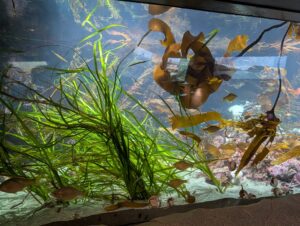 Underwater aquarium display with kelp forest habitat, brown seaweed fronds, small fish swimming among aquatic plants, and rocky sea floor with coral growth