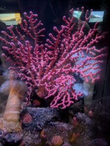 Bright pink branching coral specimen in an aquarium display, mounted on dark rock with smaller organisms attached nearby