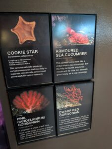 Four illuminated museum display panels showing marine creatures: Cookie Star (orange starfish), Armoured Sea Cucumber (red spiky organism underwater), Pink Candelabrum Gorgonian (red branching coral), and Dwarf Red Gorgonian (red fan-like coral), each with scientific name and descriptive text