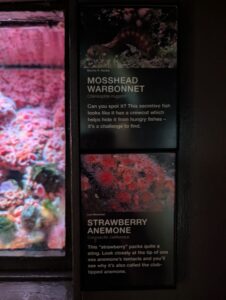 Museum display panel showing information about two marine species: Mosshead Warbonnet (Chirolophis nugator) and Strawberry Anemone (Corynactis californica), with photographs and descriptive text about their camouflage and defensive features