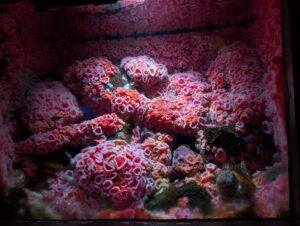 Vibrant red and orange coral formations with circular polyps clustered densely on a rocky reef, illuminated by underwater lighting against dark surroundings