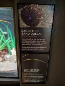 Eccentric sand dollar with purple spines on sandy seabed, and bay pipefish with elongated yellow-green body against dark background; museum display panel with species information