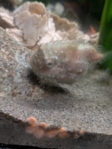 Pale pufferfish on sandy seafloor near coral and rocks in an aquarium or marine environment