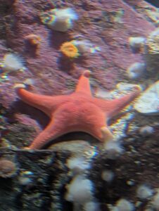 Red starfish on rocky seafloor surrounded by white anemones and other marine life, with chromatic aberration effect