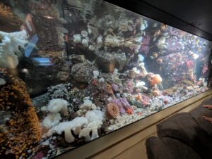 Aquarium display showing a vibrant coral reef ecosystem with white sea anemones, purple and orange corals, starfish, and rocky formations covered in colourful marine growth