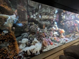Deep-sea hydrothermal vent ecosystem with white tube worms, colourful sponges, sea stars, and other organisms clustered around rocky formations and mineral deposits on the ocean floor