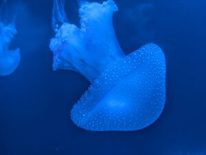 Bioluminescent jellyfish glowing blue in deep ocean water, with translucent bell-shaped body covered in luminous spots and trailing tentacles