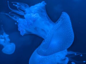 Bioluminescent jellyfish swimming in deep blue ocean water, with glowing tentacles and spotted bell-shaped body