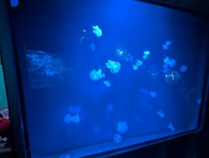 Glowing jellyfish swimming in deep blue ocean water, photographed through an aquarium tank window