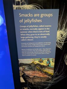 Museum display panel explaining that smacks are groups of jellyfishes, with text describing their seasonal appearance, blooms, and impact on swimmers, divers, and fisheries, accompanied by a photograph of fishing nets filled with jellyfish