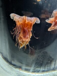 Orange jellyfish with translucent bell-shaped body and trailing tentacles swimming in dark water with other jellyfish visible in background