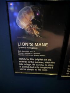 Lion's Mane jellyfish (Cyanea capillata) with translucent bell and long brownish tentacles, displayed with information panel noting bell diameter to 1 m, range from Alaska to California, habitat in nearshore and open waters, and warning about summer sightings and sting toxicity