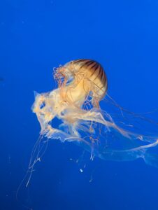 Jellyfish with golden-brown bell and translucent tentacles drifting in deep blue ocean water