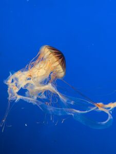 Translucent jellyfish with golden-brown striped bell and long trailing tentacles floating in deep blue ocean water