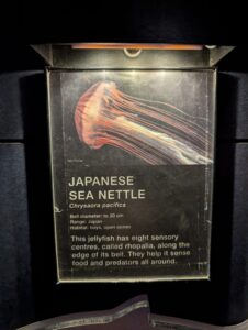 Museum exhibit label for Japanese sea nettle (Chrysaora pacifica), showing a red and orange jellyfish illustration with information about its bell diameter, range, habitat, and sensory rhopalia organs