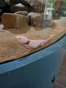 White axolotl with red gills resting on sand in an aquarium tank