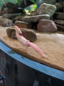 Pale pink axolotl resting on sand and rocks in an aquarium tank