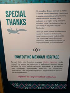 Stylised axolotl silhouette accompanying text thanking Michin Aquarium for their commitment to aquatic conservation and their educational video about axolotls for the Vancouver Aquarium's Amazing Axolotls exhibit