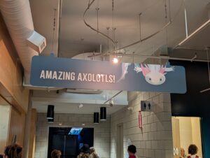 Hanging sign reading "AMAZING AXOLOTLS!" with an illustration of an axolotl's head featuring pink feathered gills against a dark blue background