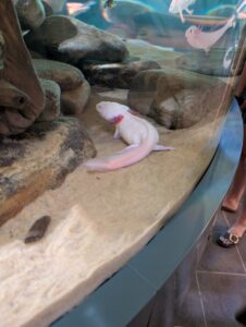 White and pink axolotl resting on sandy substrate among rocks in an aquarium tank, with other axolotls swimming in the background