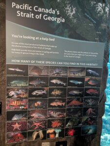Informational exhibit panel about kelp bed habitat in the Strait of Georgia, featuring a satellite map and a grid of 25 photographs showing species found in the ecosystem, including fish, starfish, sea stars, anemones, and octopus, with labels identifying each species