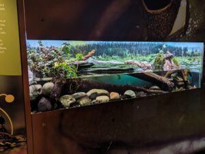 Aquarium display featuring moss-covered logs, smooth river rocks, and plants, with a backdrop showing a coniferous forest and mountain lake landscape