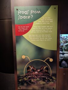 Educational infographic panel explaining how invasive frogs harm native frog populations through competition, predation, and disease transmission. Features a close-up photo of a frog at the bottom and colour-coded sections with text about preventing the spread of non-native frogs