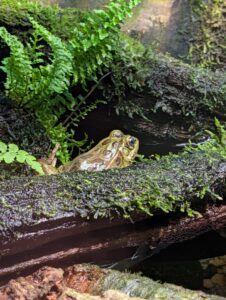 Toad perched on moss-covered log beside dark water, surrounded by ferns and wet rock in a shaded woodland stream habitat