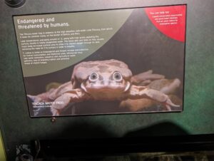 Museum display panel about the Titicaca water frog (Telmatobius culeus), an endangered species endemic to Lake Titicaca on the Bolivia-Peru border. The panel explains the frog's adaptations to cold, high-altitude water and lists threats including overcollection, habitat loss, and water pollution. A close-up photograph shows the frog's distinctive wrinkled skin and large forward-facing eyes. A red callout box suggests ways to help, including supporting conservation organizations