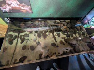 Aquarium display tank containing various crustaceans and molluscs on sandy bottom with rocks, including crabs and other shellfish specimens