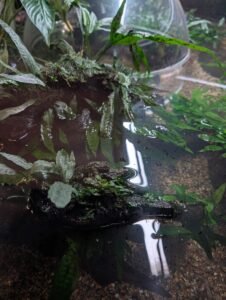 Aquatic plant with green leaves and fibrous roots submerged in water within a transparent container, showing moss and algae growth on the roots and substrate